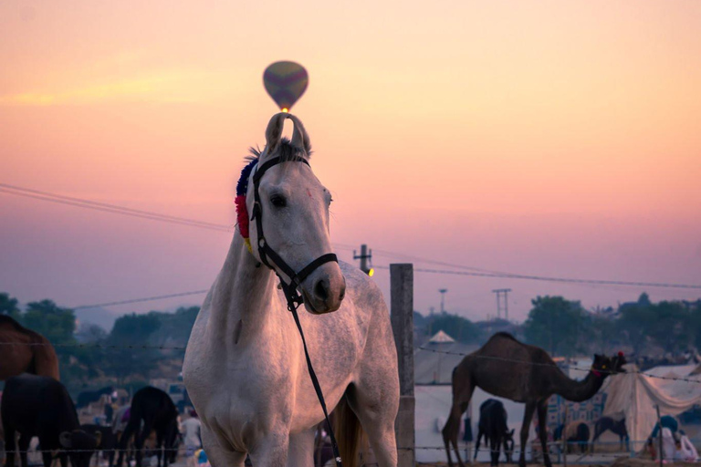 Agadir: Excursión a caballo por la playa y el rancho