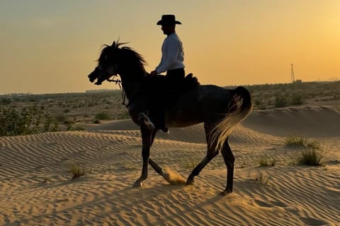 Private Desert Horse Ride through desert in Dubai