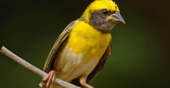 Wings of Wonder: A Half-Day Birding Tour in Siem Reap[Share]