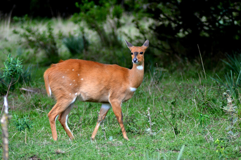 Ethiopia: 8-Day Wildlife Tour with Night Game Drives