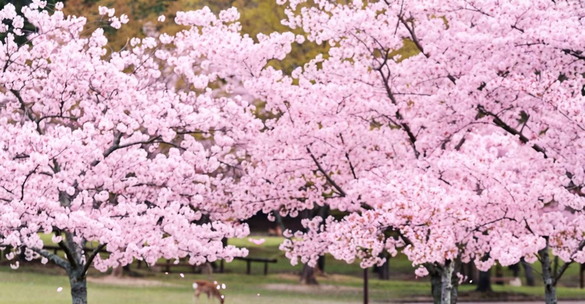 Kyoto/Osaka: Nara, Fushimi Inari Taisha, Arashiyama Bus Tour photo 6