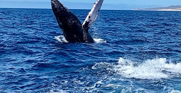 Whale Watching At The Sea of Cortez