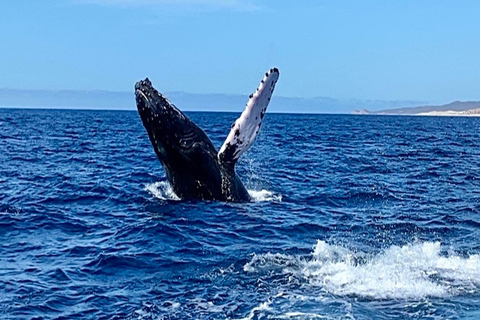 Whale Watching At The Sea of Cortez