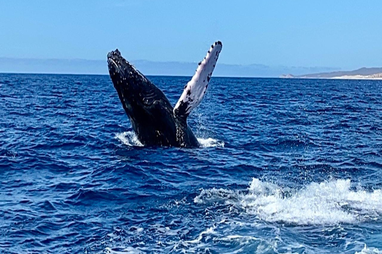 Whale Watching At The Sea of Cortez