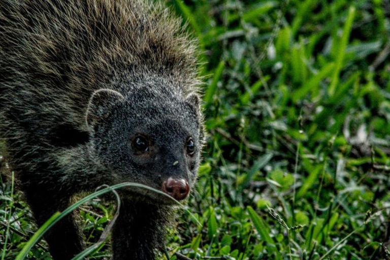 Wilpattu National Park Private Safari Jeep Tour Tour Starting Colombo/Negombo/Kandy Area