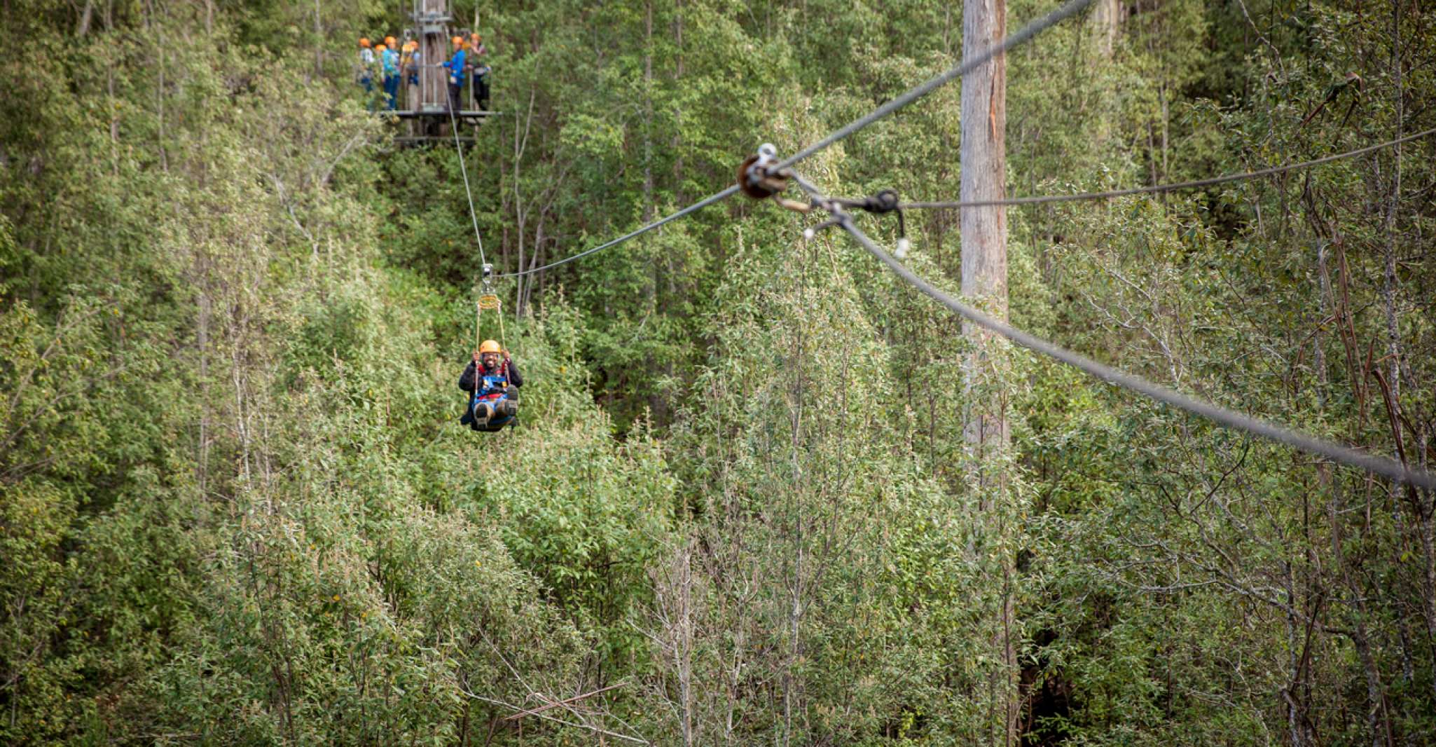 Launceston, Hollybank Forest Treetop Zip Lining with Guide - Housity