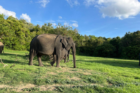 Minneriya nationalpark : Privat safari