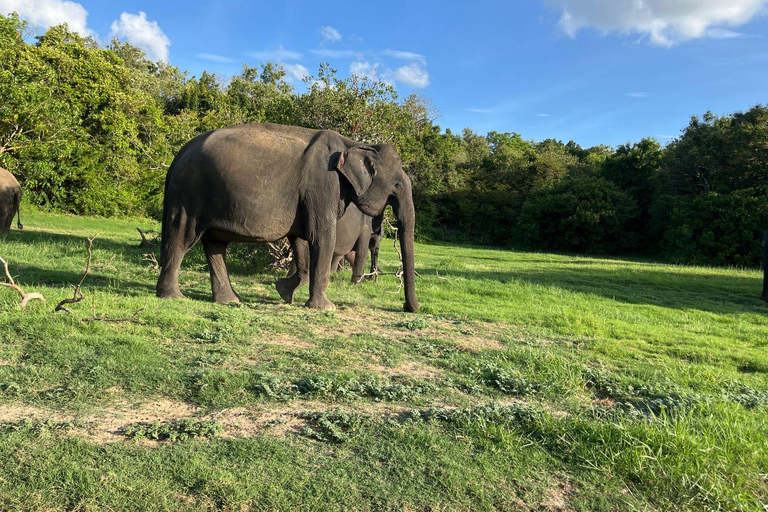 Parque Nacional de Minneriya : Safari en Jeep con entradas