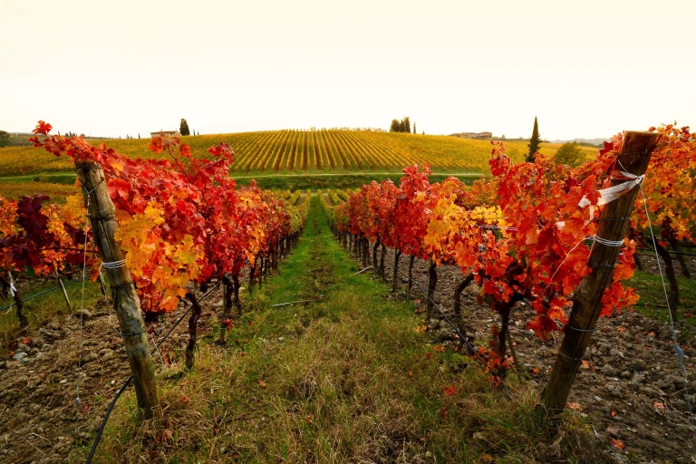 Experiencia vinícola Toscana-Lacio de día completoRecogida en el puerto y el centro de la ciudad de Civitavecchia