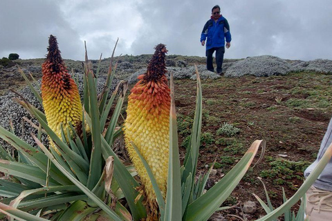 &quot;Die Wildnis erkunden: Eine 4-tägige Wanderung durch die Bale Mountains&quot;