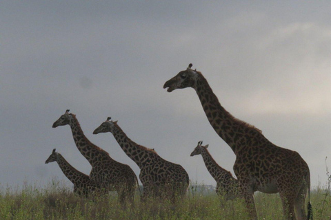 Nairobi National Park: Early Morning or afternoon adventure Early morning game drive in a Landcruiser JEEP