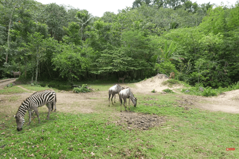 Cebu Safari: Experience Wildlife Up Close