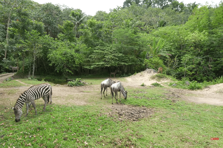 Cebu Safari: Experience Wildlife Up Close