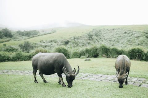 Taipei: tour di un giorno a Yangmingshan, Yehliu e Jiufen ShifenTour privato