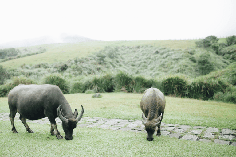 Taipei : visite d&#039;une demi-journée du parc national de YangmingshanVisite privée