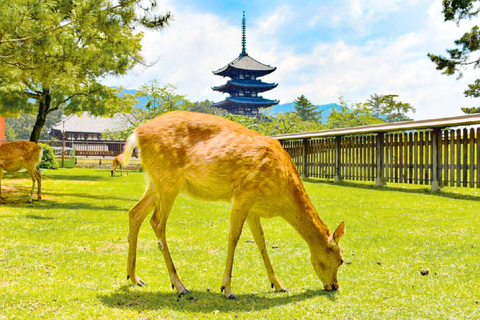 Osaka: Nara and Uji Day Trip with Deer Park and Hot Spring