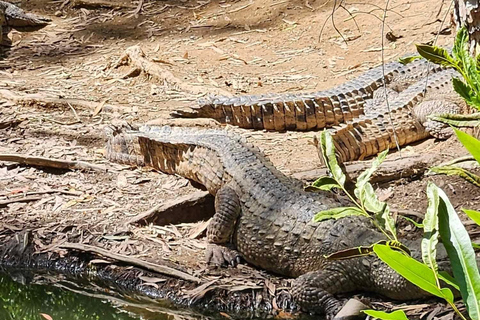 Cairns: Hartley's Crocodile Adventures Wizyta z transferem