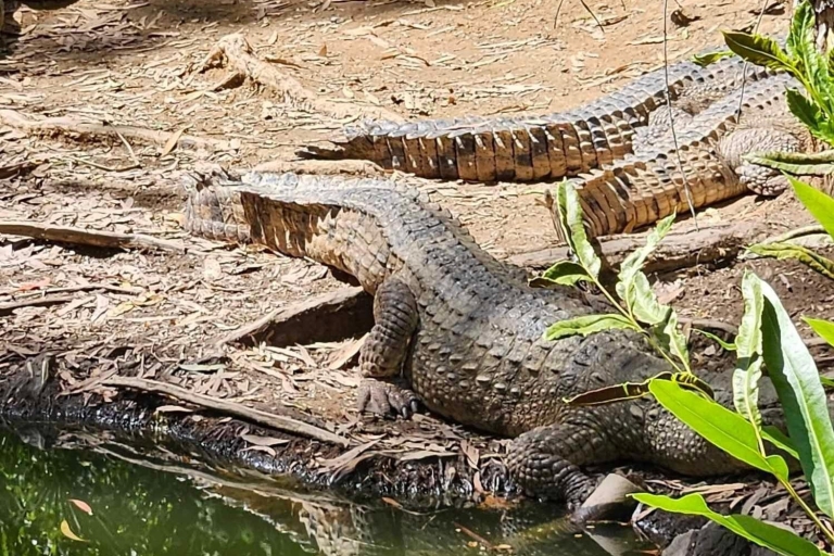 Cairns: Hartley's Crocodile Adventures Wizyta z transferem