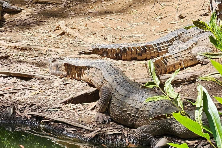 Cairns : Hartley's Crocodile Adventures Visite avec transfert