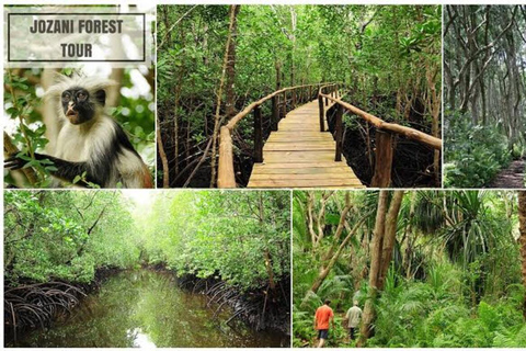 Zanzibar: Jozani Forest, Tortoise Park, & Butterfly Tour Private tour without hotel pick up and drop off