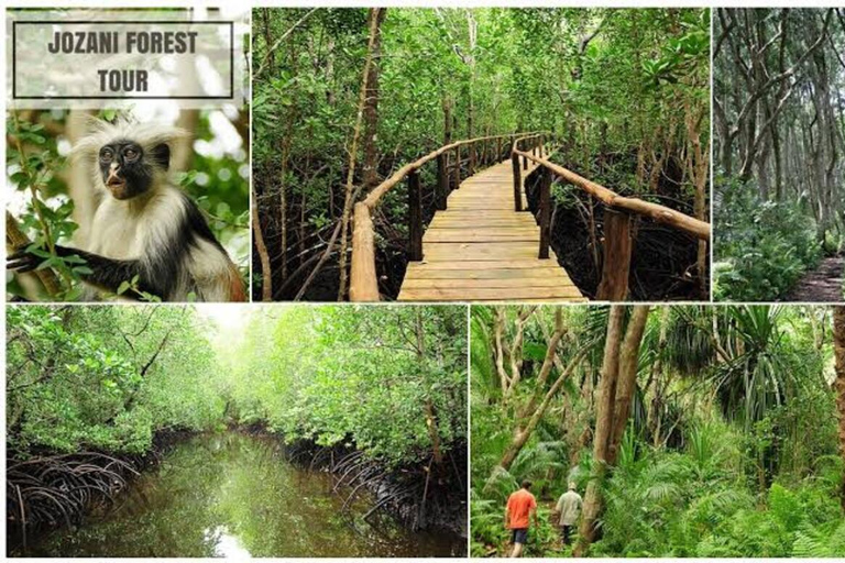 Zanzibar: Jozani Forest, Tortoise Park, & Butterfly Tour Private tour without hotel pick up and drop off