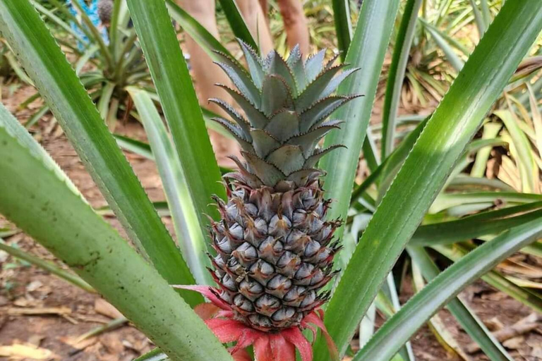 PARQUE NACIONAL DA FLORESTA DE JOZANI E QUINTA DE ESPECIARIAS