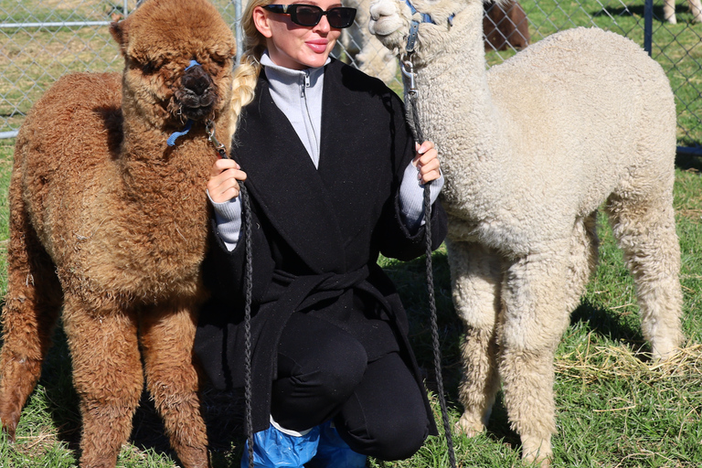 From Christchurch: Alpaca Farm Tour with Feeding and Guide