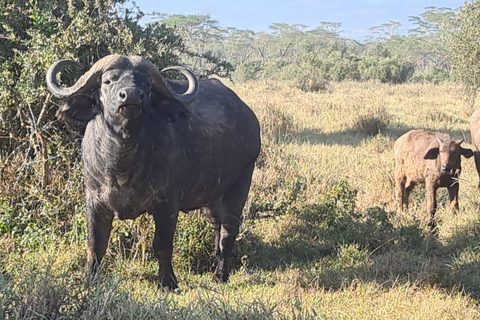 8-Day Authentic Kenya Safari with Culture, Safari & Wildlife