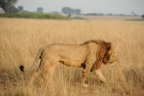 Kampala: 2-Day Murchison Falls Safari with Rhino Trek