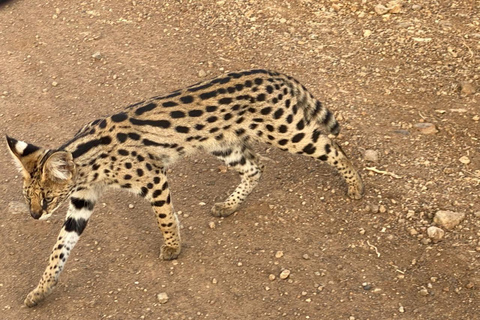 Nairobi National Park Evening Game Drive & sundowner Nairobi National Park Evening Game Drive & sundowner - VAN