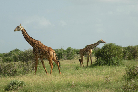 Mombaça/Diani: Safari de 2 dias em Tsavo East e West com estadiaMombaça/Diani: safári de 2 dias em Tsavo East e West com estadia