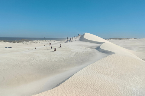 Koala, Lancelin, Wedge Island & Pinnacles Tour from Perth Pinnacles Desert, Sand Dunes, and Wedge Island Day Tour