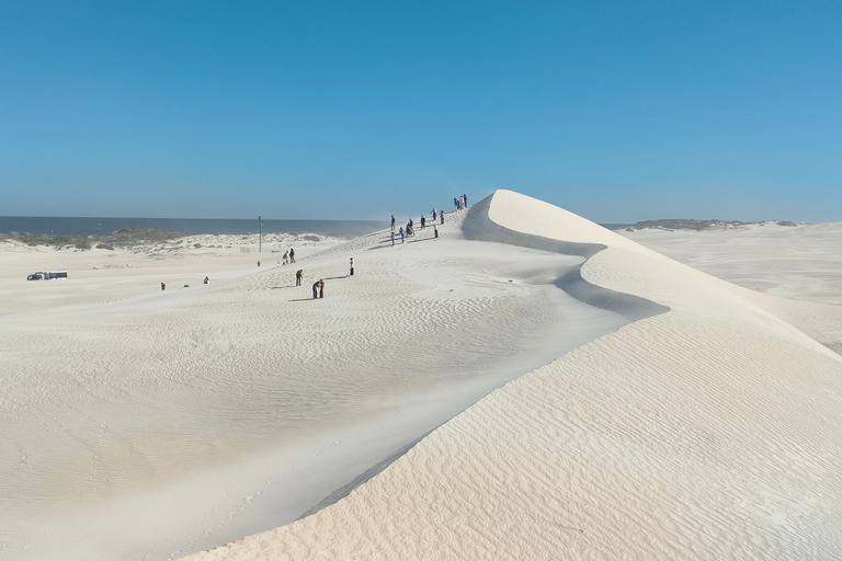 Koala, Lancelin, Wedge Island & Pinnacles Tour from Perth Pinnacles Desert, Sand Dunes, and Wedge Island Day Tour