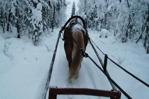 Rovaniemi: Northern Lights Tour with Finnhorses Sleigh Ride