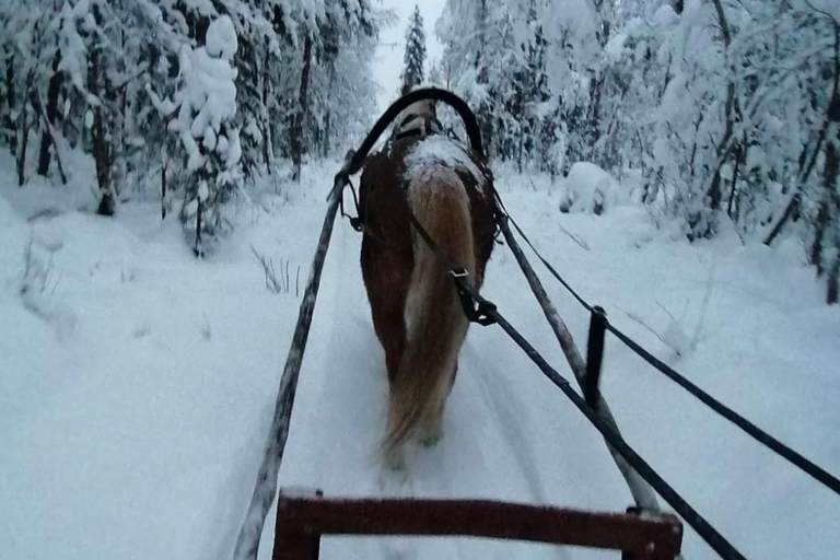 Rovaniemi: Northern Lights Tour with Finnhorses Sleigh Ride
