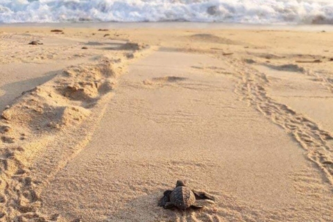 Huatulco: privé-schildpad-release-ervaring