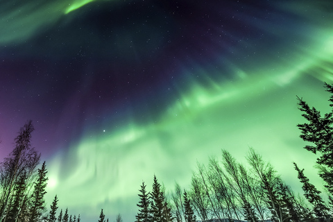 Rovaniemi: Northern Lights Campfire Trip - a New Budget Tour