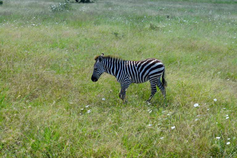 Tarangire-Nationalpark &amp; Eyasi-See (Datoga- &amp; Hadzabe-Dörfer)Premium Lodge im Tarangire-Nationalpark