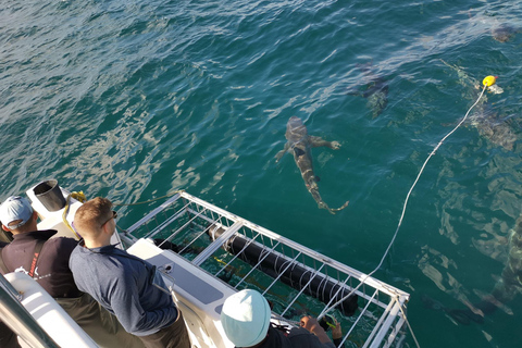 Ciudad del Cabo: Buceo en jaula de tiburones con comida y bebida