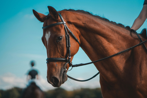 Hurghada: Horse Riding in the Desert & Beach Experience 1 HR Desert Horse Riding Experience without transfer