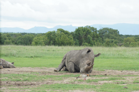 Vanuit Nairobi: Ol Pejeta Conservancy Hele dag tour