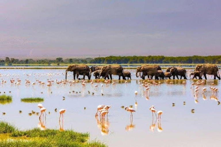 Tour di un giorno del Parco Nazionale di Amboseli e visita al villaggio Maasai