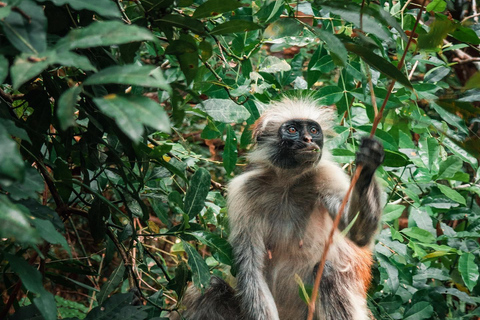 Zanzibar: Spice Farm and Jozani Forest Half Day Trip