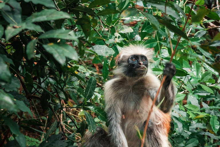 زنجبار: غابة جوزاني، مزرعة التوابل، وجولة في دورة الطبخ