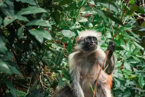 Zanzibar: escursione di mezza giornata alla fattoria delle spezie e alla foresta di Jozani