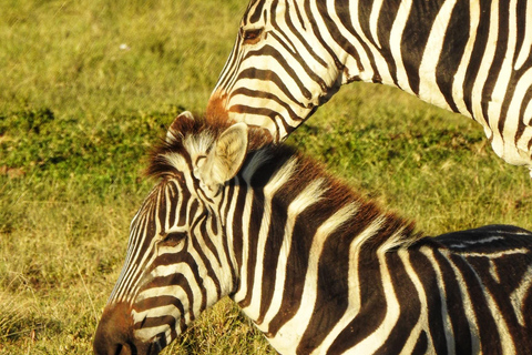 Safari económico de 3 días por Maasai Mara Kenia 2024 - 2025