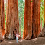 San Francisco: Escursione di un giorno allo Yosemite con escursione alle Sequoie Giganti