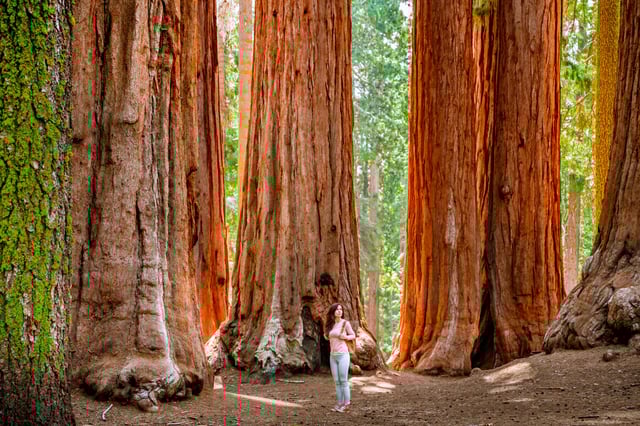 San Francisco: Day Trip to Yosemite with Giant Sequoias Hike