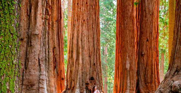 San Francisco: Tagestour zum Yosemite mit Wanderung zu den Giant Sequoias