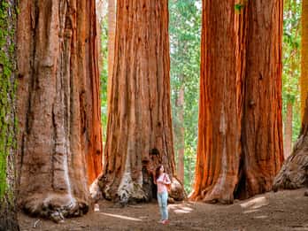 San Francisco: Excursión de un día a Yosemite con excursión a las Secuoyas Gigantes